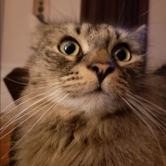 Meet your Posher! - Picture 3 of 5